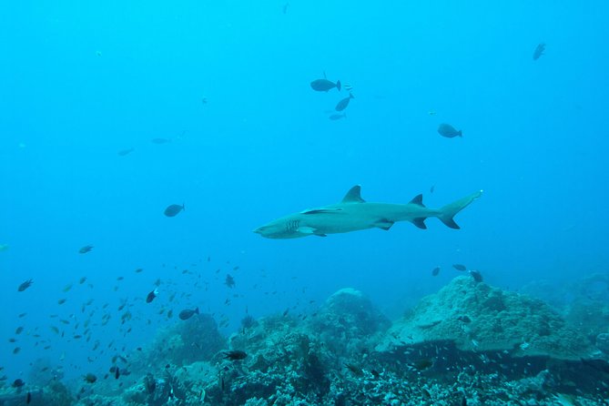 Nusa Penida Two Dives Trip for Certified Divers - East Penida: second session reef life (turtles, rays, tuna, mola-mola)