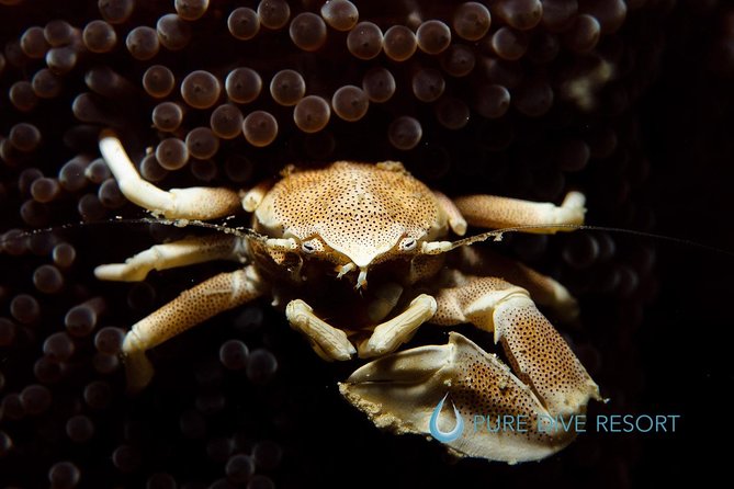 Nusa Penida Two Dives Trip for Certified Divers - Gear included, but plan around one missing piece