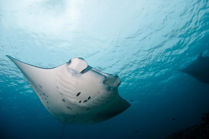 Nusa Penida Two Dives Trip for Certified Divers - The 5-hour plan from Pure Dive Resort, Nusa Penida