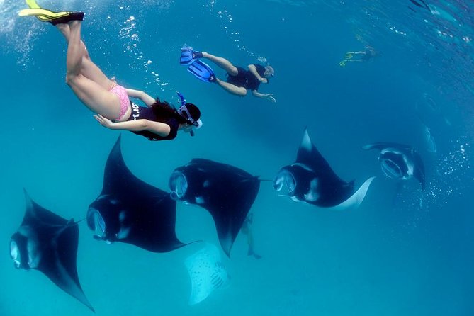 One Day Snorkeling Trip & West Tour Nusa Penida by Penidago - Quick hits before you go