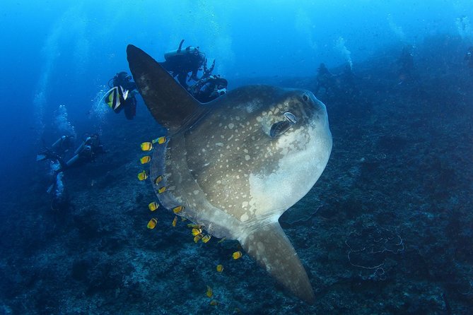 Open Water Course in Nusa Lembongan - Get Certified on remote island (next Bali) - Price and value: what $461.48 includes, and what you’ll pay separately