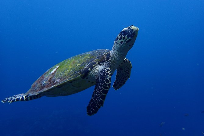 Open Water Course in Nusa Lembongan - Get Certified on remote island (next Bali) - Manta rays and other marine life: what you can expect without wishful thinking