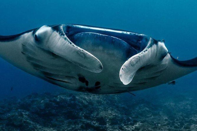 Open Water Course in Nusa Lembongan - Get Certified on remote island (next Bali) - Safety, instruction style, and how to get the most out of your course