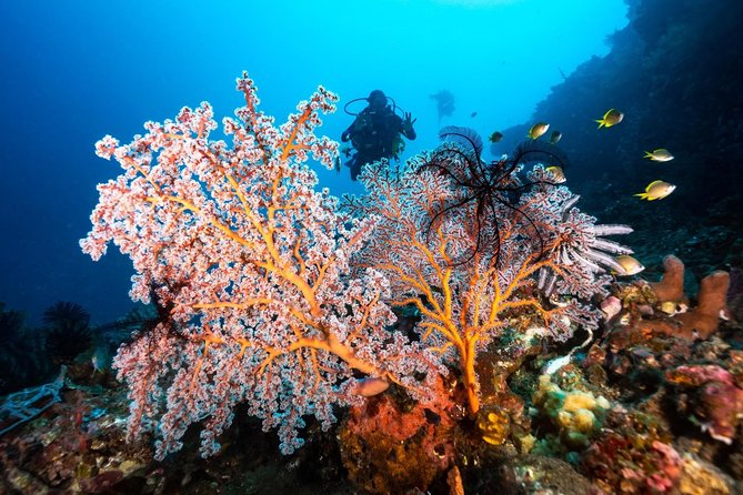 Open Water Course in Tulamben - Get Certified in Bali - Price check for about $376.92 per person: where the value comes from