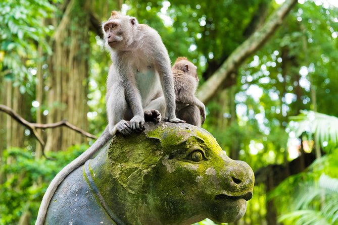 Pick 5 Destinations: Customized Ubud Tour - Pickup, comfort, and the timing trick that keeps the day fun