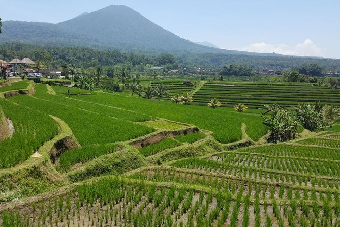 Private 4-Day Tours - Best Bali Tours Package - Best of Bali Highlights - Day 2 Northern highlights: Wanagiri Hidden Hills, Banyumala Twin Waterfalls, Bratan Temple, Jatiluwih