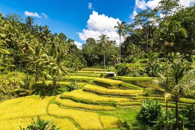 Private Bali Tour - All Inclusive - Who this tour is best for (and who should consider other options)