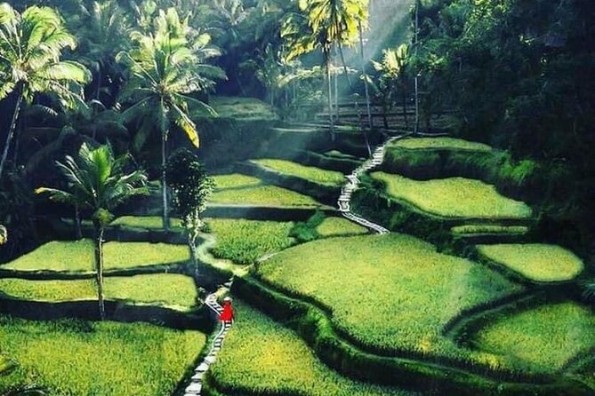 Private Customized Tour with Local Guide - The Ubud trio: Monkey Forest, rice terraces, and Tegenungan Waterfall