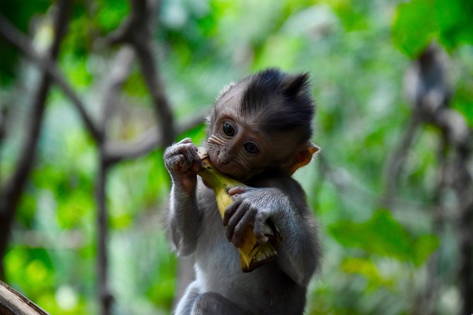 Private Customized Trip to Ubud - Aloha Ubud Swing: swing time for big photos and big adrenaline