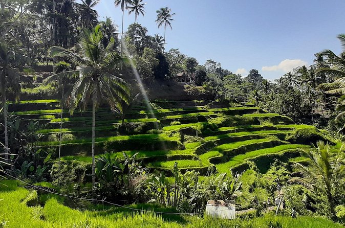 Private Driver in Bali with English Speaking - Kintamani highlands and Batur Caldera: the view payoff stop