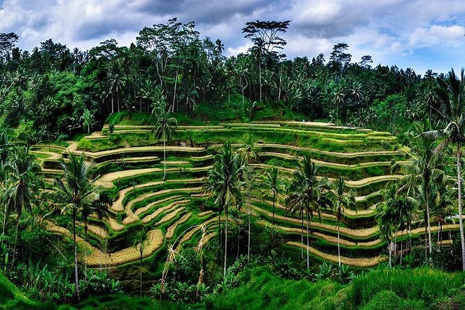 Private Full Day Tour In Ubud Bali - Tegalalang Rice Terrace: Classic Views, With the Ticket Handled