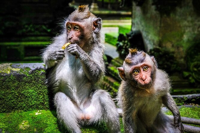 Private Full Day Tour In Ubud Bali - Tegenungan Waterfall: Lush Green Surroundings and Free Entry