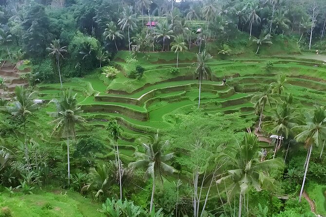 Private Half-Day Tour: The Best Ubud Half Day Trip Packages - The “best of Ubud” route, minus the full-day slog