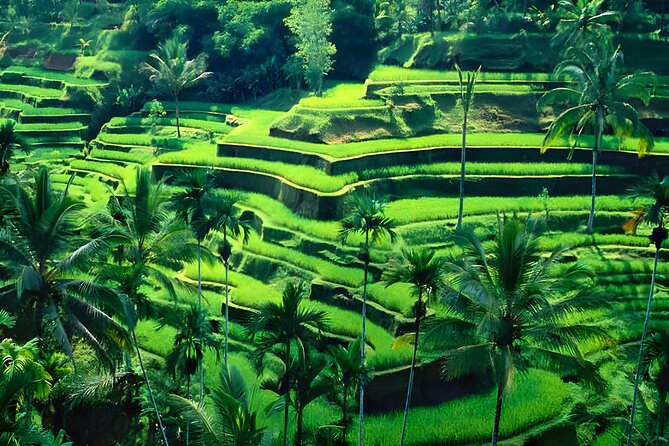 Private Half-Day Tour: The Best Ubud Half Day Trip Packages - Entrance tickets, lunch, and what you should confirm