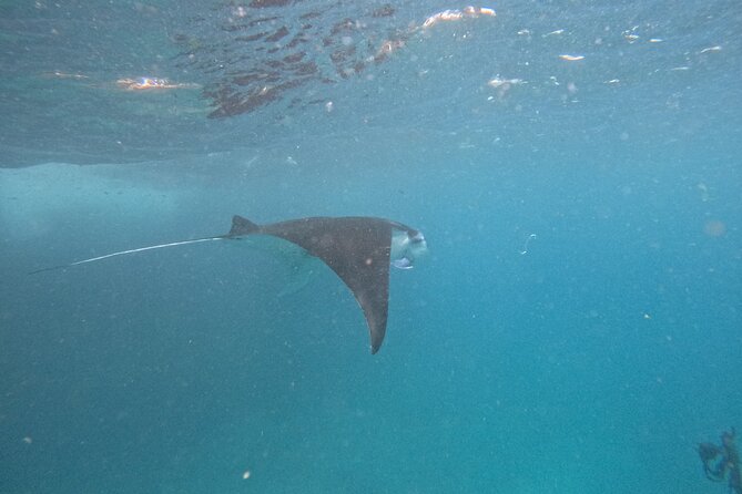 PRIVATE Nusa Penida on Boat Snorkeling & Island Tour (INCLUSIVE) - The Morning Ferry Rhythm From Sanur (and Why It’s Tight)