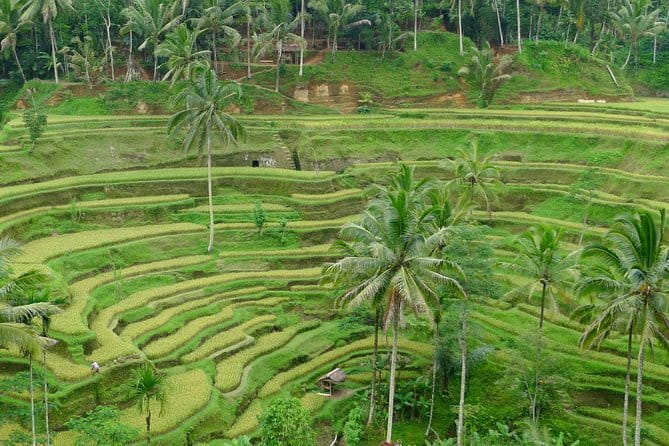 Private Shore Excursion: Highlights of Bali - Pickup Timing, Vehicle Comfort, and How to Start the Day Right