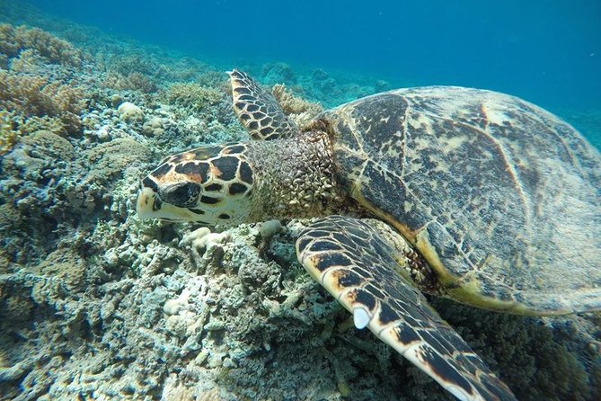 Private Snorkeling Gili Island (Coral, Statue and Turtle) - Scooters, Statues, and the Fun of Seeing Different Kinds of Reefs