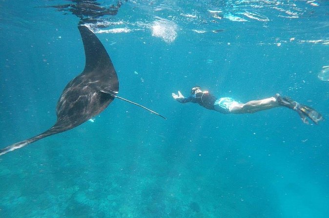 Private Snorkeling in Manta Bay, Gamat Bay & Wall at Nusa Penida - Lunch at the Harbor: Indonesian Food After Time in the Water