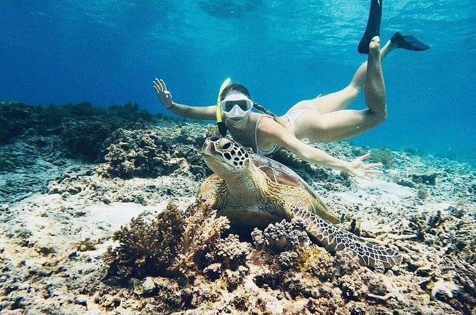 Private Snorkeling Start Gili Meno and Explore 4 Spots with GoPro - Turtle Heaven: what it’s like to swim with green and hawksbill turtles