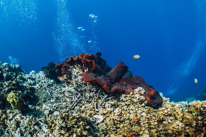 Private Snorkeling Start Gili Meno and Explore 4 Spots with GoPro - What’s included, and what you’ll want to bring