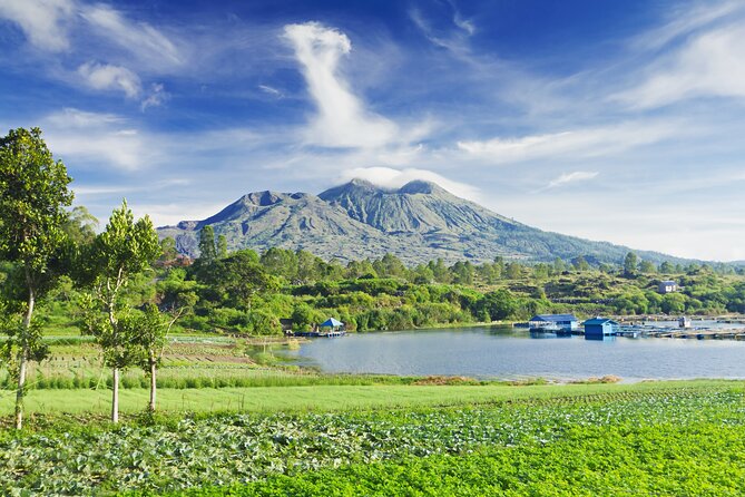 Private Tour: Bali Volcano with Jungle Swing Experience - Tegalalang Rice Terrace: the working-rice feel, plus a walk