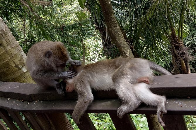 Private Tour to Sumampan Waterfall, Monkey forest, Rice terraces and Swing - Tegallalang Rice Terrace walk: classic views with enough time to enjoy