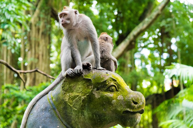 Private Tour: Ubud Highlights - Sacred Monkey Forest Sanctuary, a Forest That Turns Into a Photo Mission