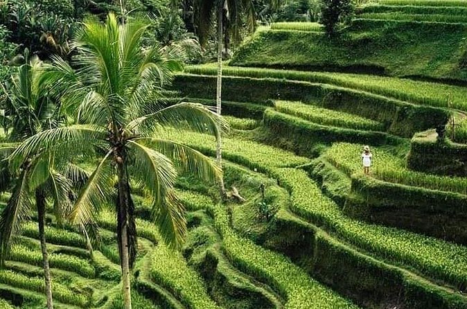 Private Ubud Tour - Tegalalang Rice Terraces: classic views with your own time control