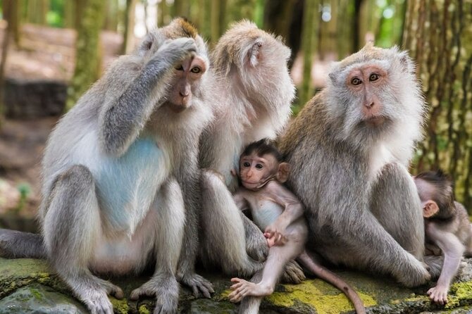 Private Ubud Tour: Monkey Forest, Waterfall & Rice Terrace - Celuk Village and art villages for real shopping, not just window browsing