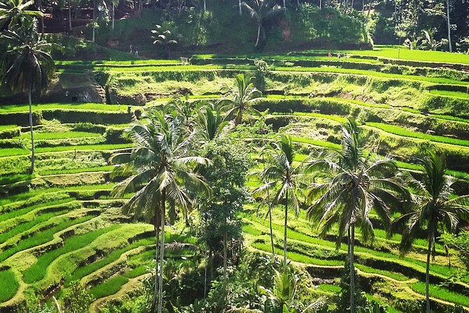 Private ubud tour : Temple Bathing + Mount Batur + Rice Terrace. - Manuaba Waterfall: A Cooling Reset in the Ubud Jungle