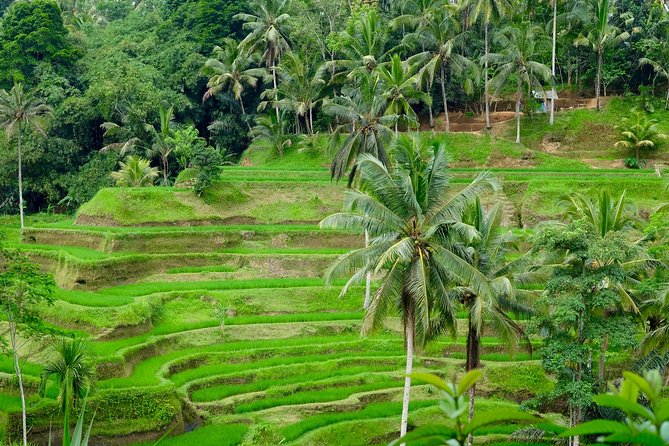 Private Ubud Tour with Hidden Waterfalls - A full-day Ubud route that starts easy, then ramps up