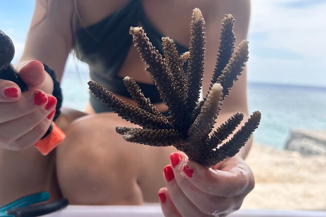 Reef Rehabilitation Course and Snorkeling - Key highlights you will actually use