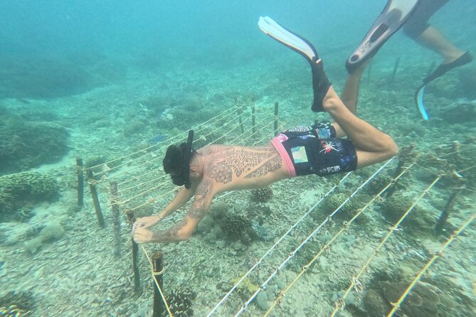 Reef Rehabilitation Course and Snorkeling - A 6-hour reef rehab course that turns snorkeling into real work