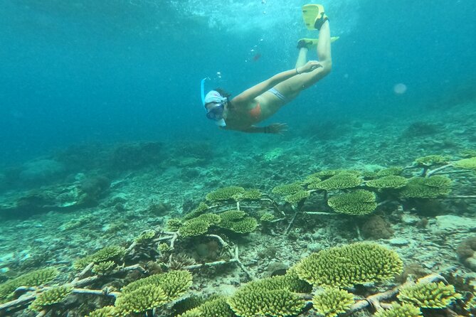 Reef Rehabilitation Course and Snorkeling - Coral cafe lunch, plus the quiet extras that make it feel local