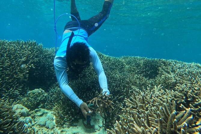 Reef Rehabilitation Course and Snorkeling - Snorkeling with instruction: knot-tying underwater is the skill test