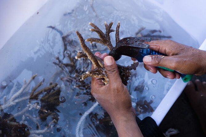 Reef Rehabilitation Course and Snorkeling - Saturday adds a community layer: school English and beach cleanups