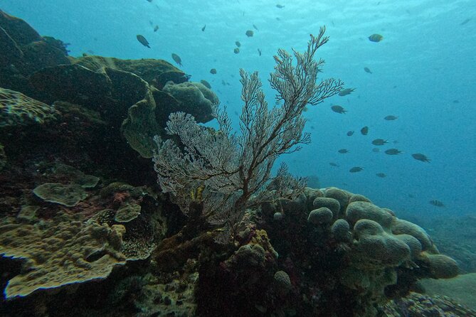 Reef Rehabilitation Course and Snorkeling - Price and value: why $62.61 can feel like more than a snorkel day