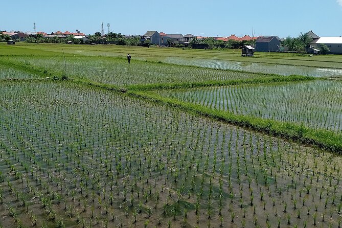 Sanur Village E-bike Tour: Family-Friendly Adventure - Turtle conservation at the beach, then lunch where you can actually relax