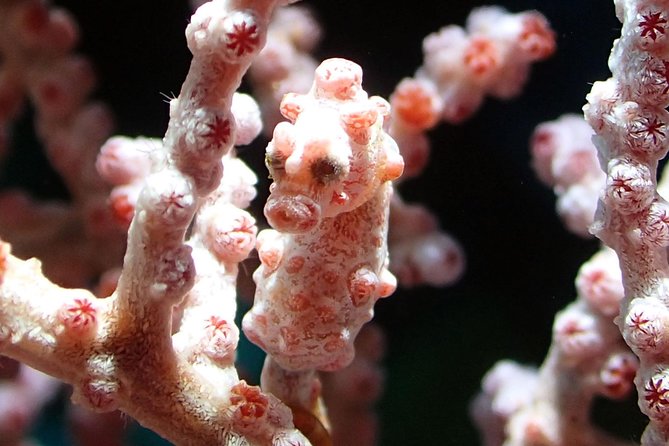 Scuba Diving Gili Tepekong & Mimpang 2 dives for certified divers - From Kuta area to Padangbai: the road and boat leg you’ll actually feel