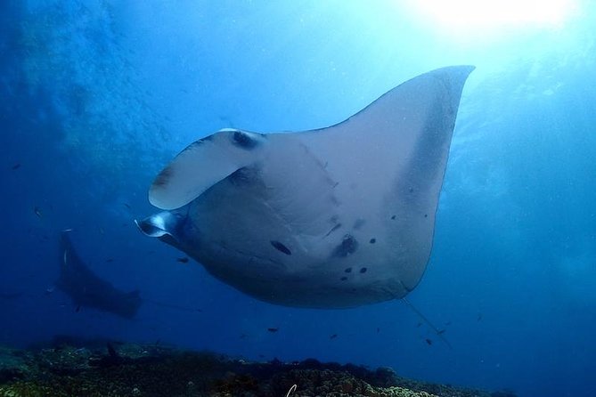 Scuba Diving in Nusa Penida - Manta Point - Sanur pickup and the pre-water routine that sets you up