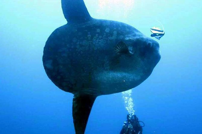 Scuba Diving in Nusa Penida - Manta Point - Stop-by-stop: what you get at Kelingking Beach, Manta Point, and Crystal Bay