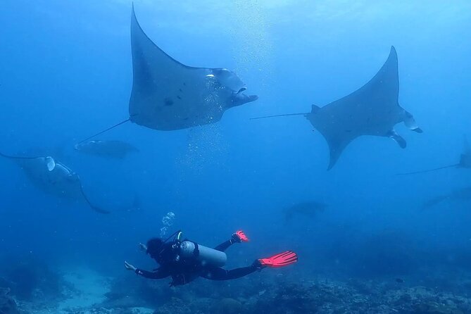 Scuba Diving In Nusa Penida - Key things I’d plan for