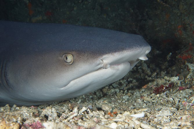 Scuba Diving Padangbai Shark Point 2 dives for certified divers - Key Things I’d Book This For