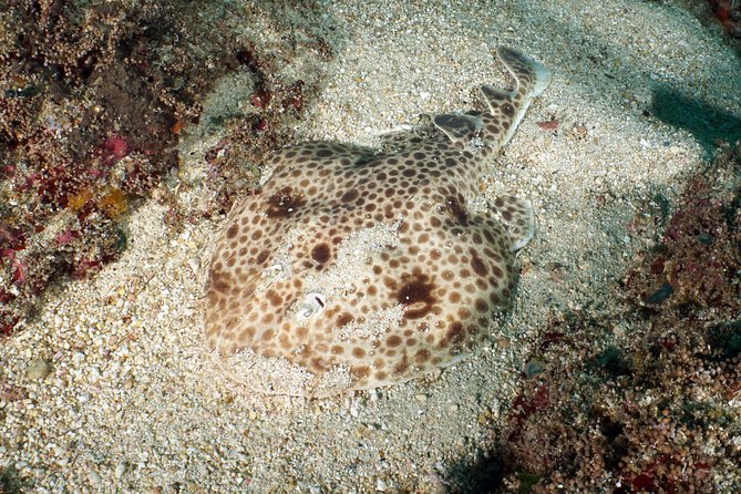 Scuba Diving Padangbai Shark Point 2 dives for certified divers - Gear, Scuba Equipment, and the Gear Hire Question
