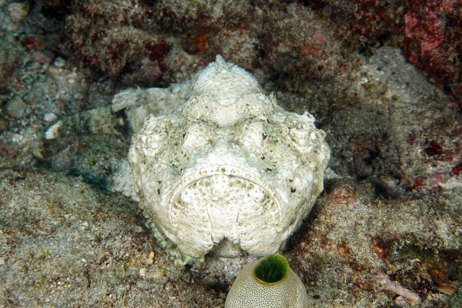 Scuba Diving Padangbai Shark Point 2 dives for certified divers - Lunch, Showers, and Staying Comfortable Until 3 PM