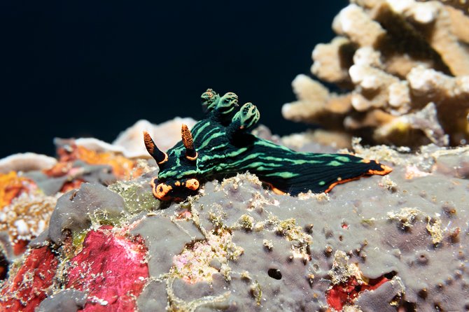 Scuba Diving Padangbai Shark Point 2 dives for certified divers - Why the $158 Price Makes Sense for Certified Divers
