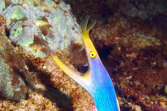 Scuba Diving Padangbai Shark Point 2 dives for certified divers - Shark Point Session, Where Reef Sharks and Turtles Are the Target