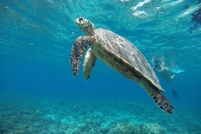 Sharing Snorkeling Trip Gili islands Depart Lombok/Gili Trawangan - Why This Half-Day Snorkeling Circuit Feels Like a Good Deal