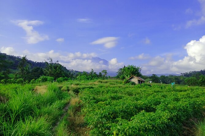 Sidemen Trekking with Cultural Encounters and Nature Views - Cepug Rice View: Short Pause, Big Green