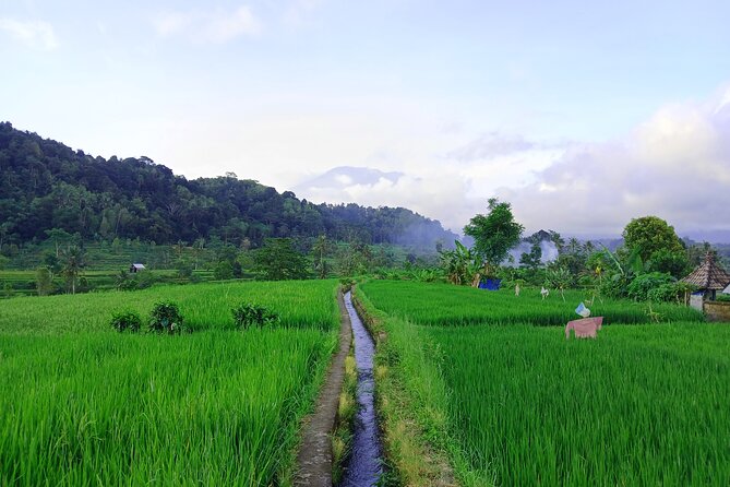 Sidemen Trekking with Cultural Encounters and Nature Views - Lepusa Sidemen Trekking: The Walking Section That Makes It Real